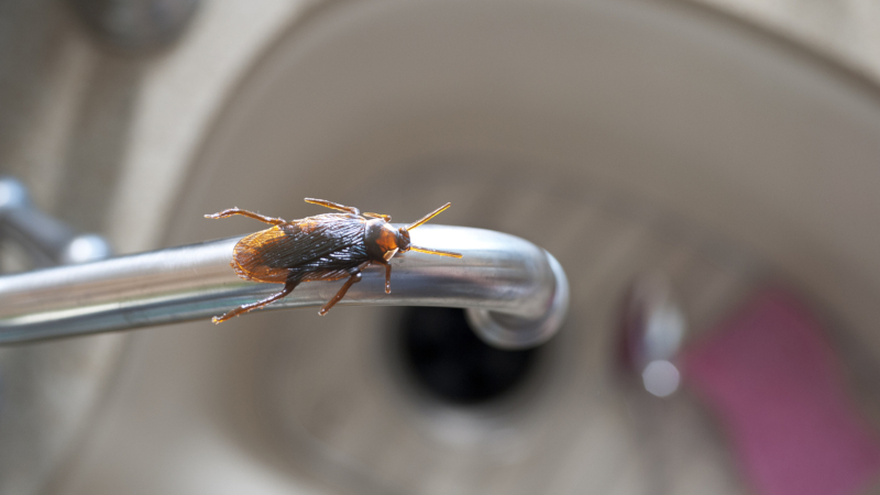 Top Tips for Cockroach Removal