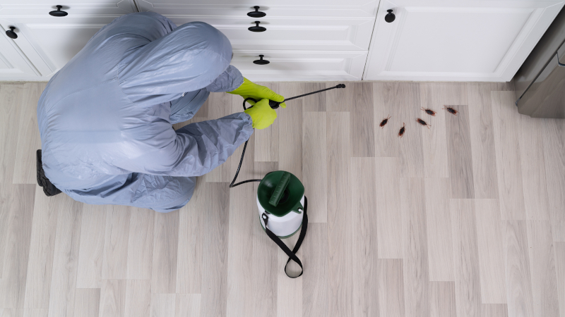 Is Professional Pest Control Worth it? 