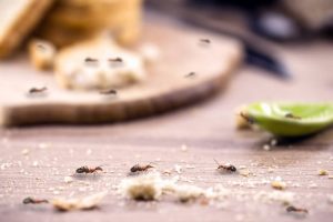 Eradicate Your Ant Problem with Eco-Friendly Ant Removal