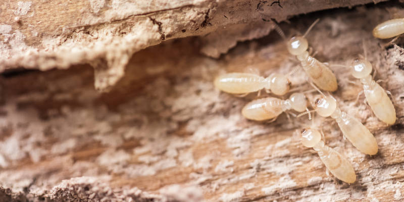 Termite Control is for Every Home, New or Old