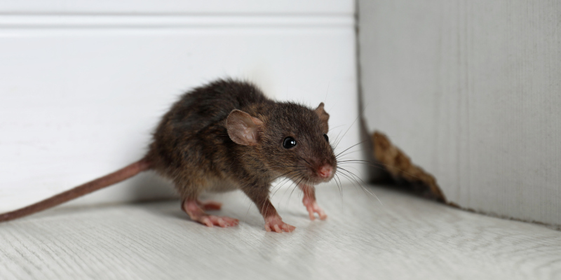 Signs You Need Professional Rat Control in Your Home