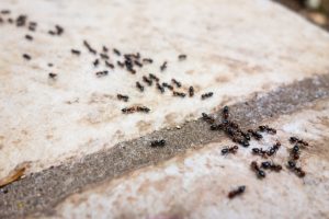 Professional Ant Control is the Best Way to Get Rid of Your Ant Problem