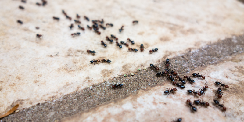 Professional Ant Control is the Best Way to Get Rid of Your Ant Problem