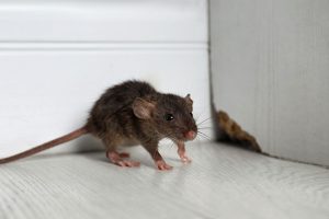 Rodent Control: 4 Signs You Need a Professional