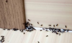 Ant Control: 3 Easy Ways to Get Rid of Ants