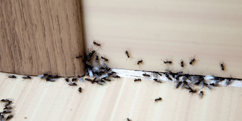 Ant Control: 3 Easy Ways to Get Rid of Ants