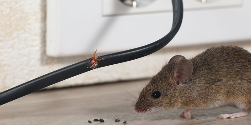 Don’t Hesitate to Call Pest Control if You Notice These Signs! 
