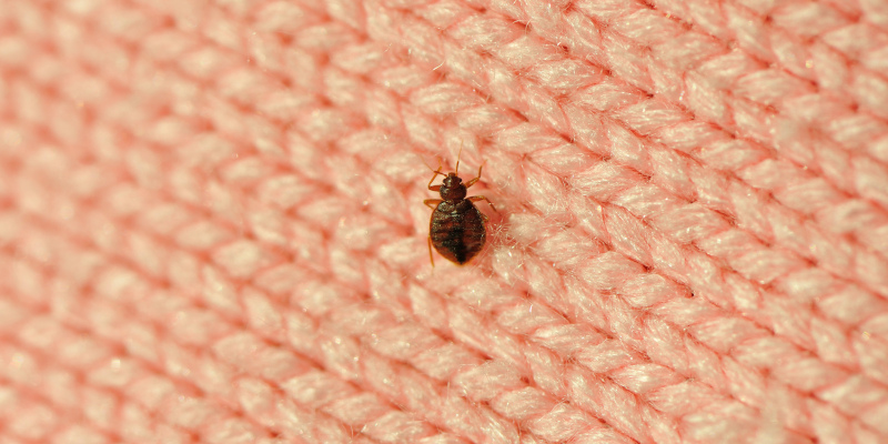 Bed Bug Control in Durham, North Carolina