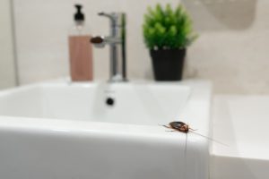 3 Signs You Need a Professional Cockroach Inspection