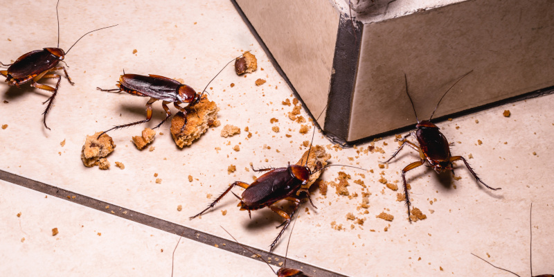 3 Tips for Cockroach Management