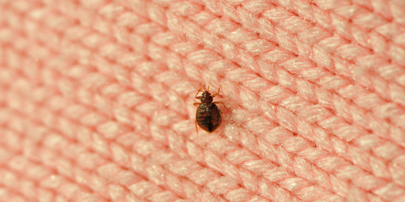 Areas Around Your Home That May Need Bed Bug Control